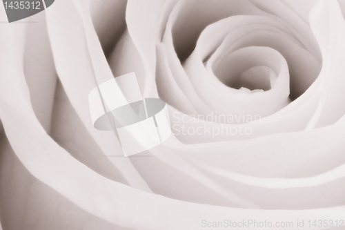 Image of white rose close up