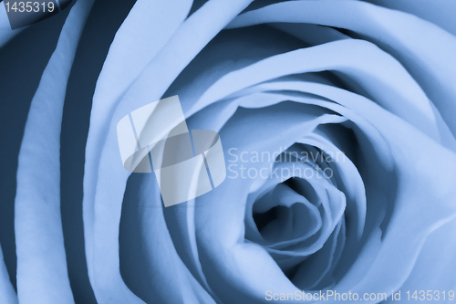 Image of blue rose close up
