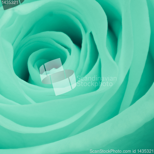 Image of green rose close up
