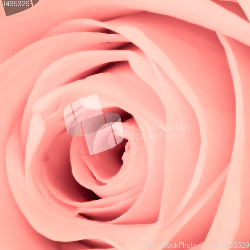 Image of pink rose close up