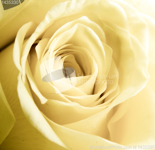 Image of white rose petals