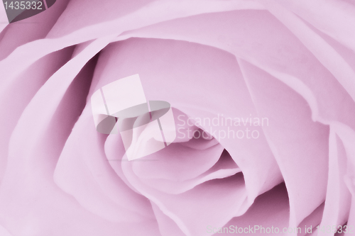 Image of violet rose close up