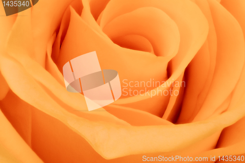 Image of orange rose close up