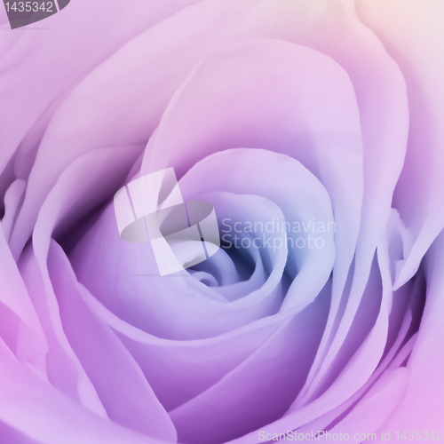Image of multicolor rose