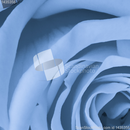Image of blue rose close up