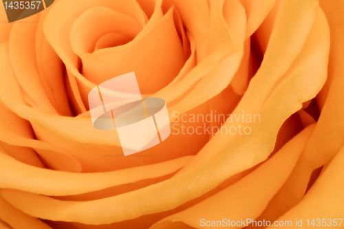 Image of orange rose close up