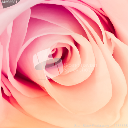 Image of multicolor rose