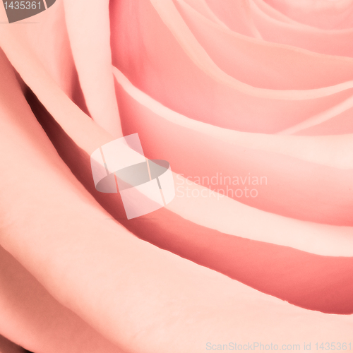 Image of pink rose close up
