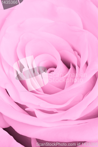 Image of pink rose close up