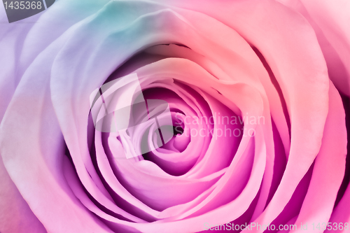 Image of multicolor rose