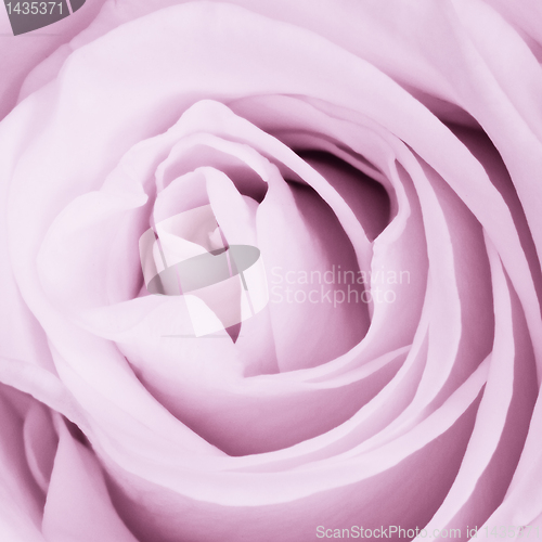 Image of violet rose close up