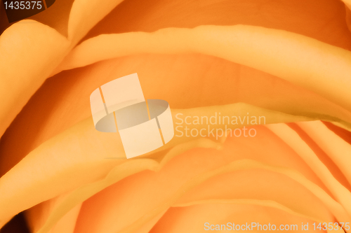 Image of orange rose close up