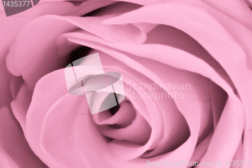 Image of pink rose close up