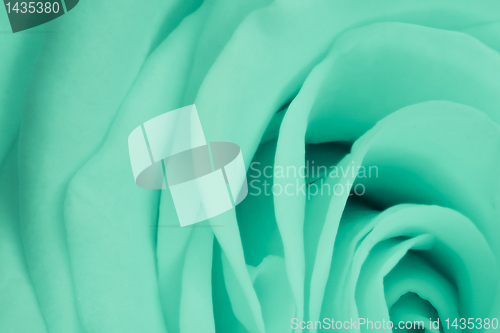 Image of green rose close up