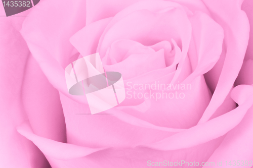 Image of pink rose close up