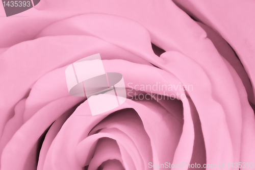 Image of pink rose close up