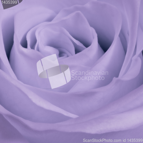 Image of violet rose close up
