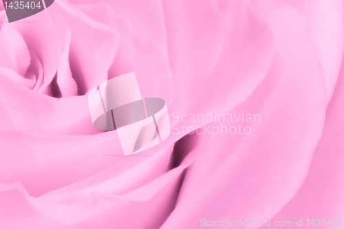 Image of pink rose close up