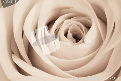 Image of white rose close up