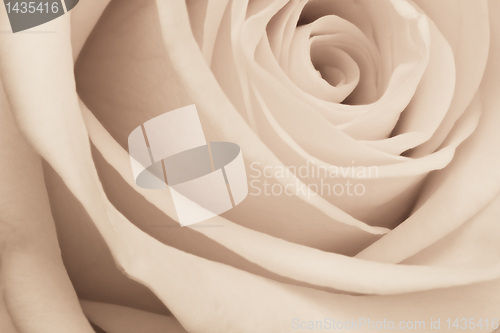 Image of white rose close up