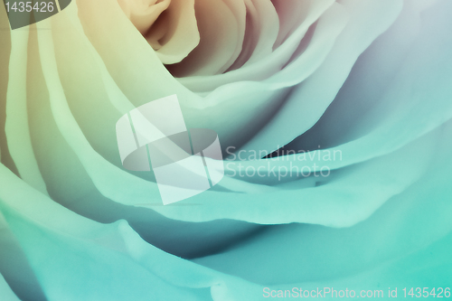 Image of multicolor rose