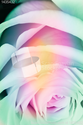 Image of multicolor rose