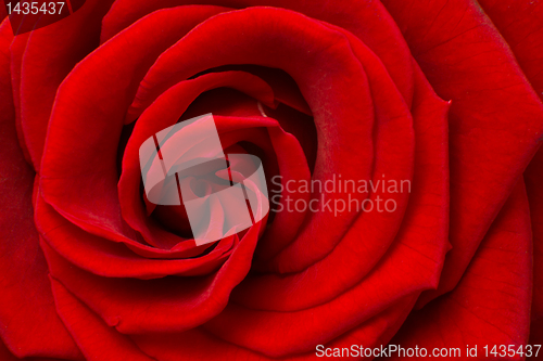 Image of red rose