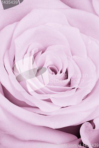 Image of violet rose close up