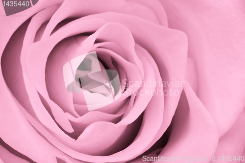 Image of pink rose close up