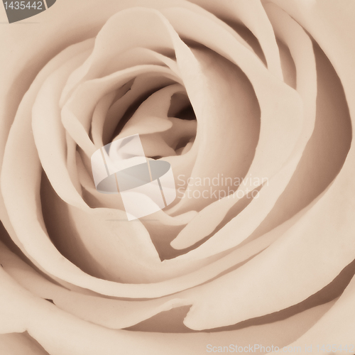 Image of white rose close up