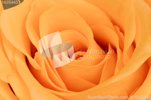 Image of orange rose close up