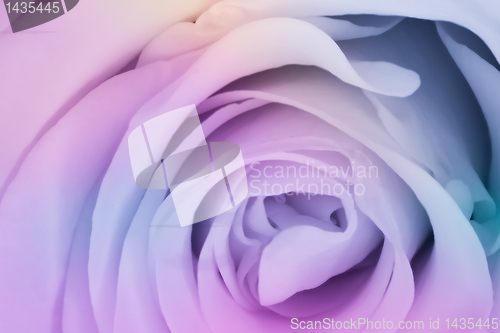 Image of multicolor rose