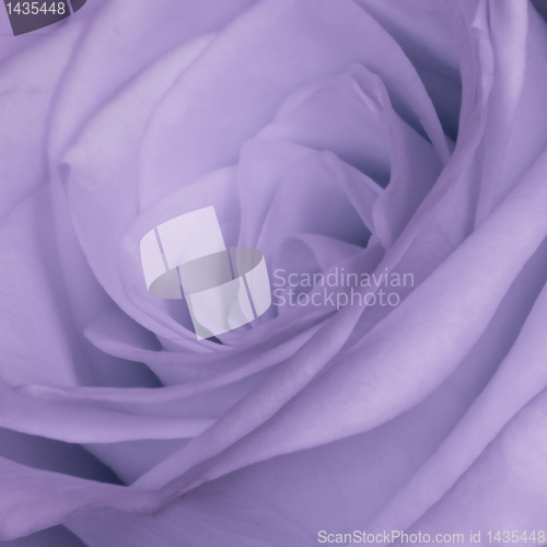 Image of violet rose close up