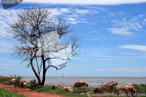 Image of Lonely Tree