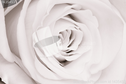 Image of white rose close up