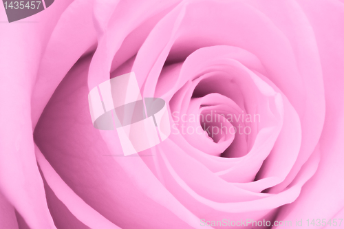 Image of pink rose close up
