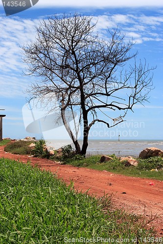 Image of Lonely Tree