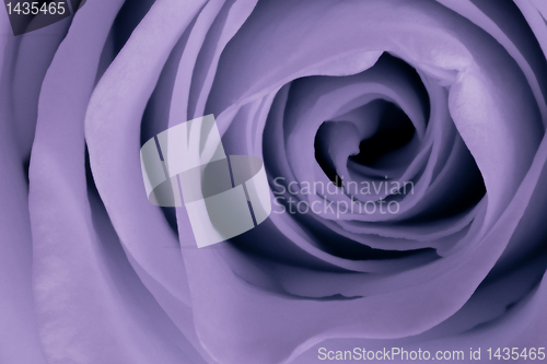 Image of violet rose close up