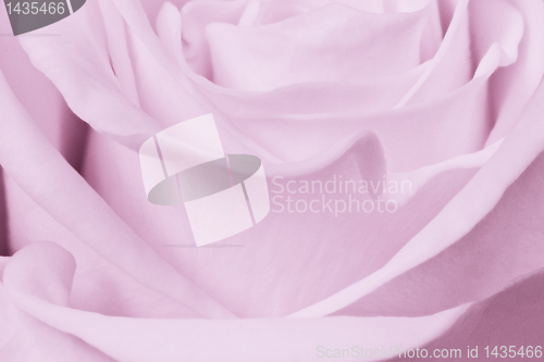Image of violet rose close up