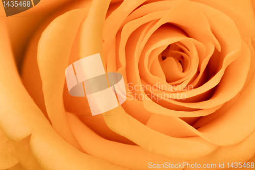 Image of orange rose close up