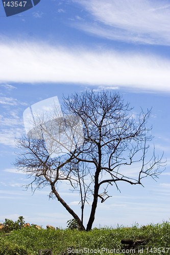 Image of Lonely Tree