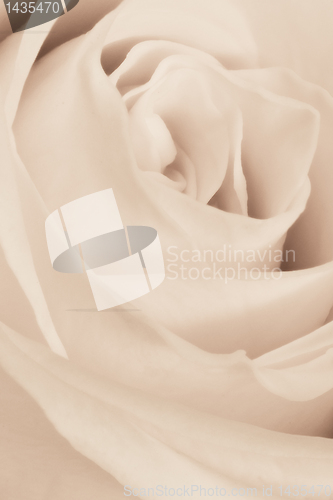 Image of white rose close up