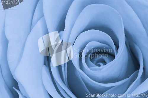 Image of blue rose close up