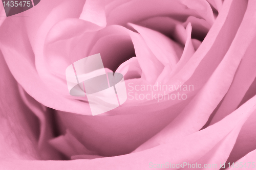 Image of pink rose close up