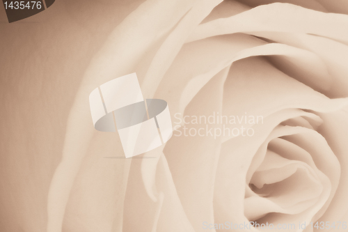 Image of white rose close up
