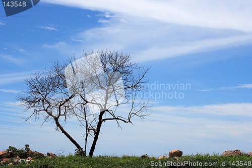 Image of Lonely Tree