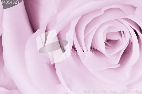 Image of violet rose close up