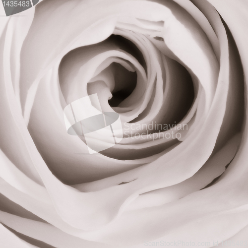 Image of white rose close up