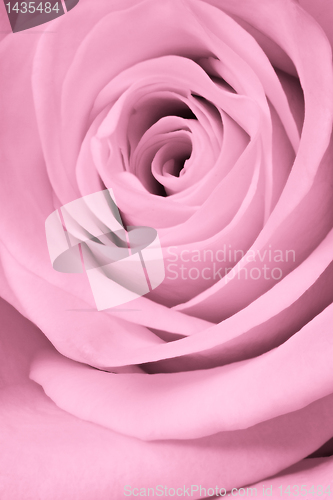 Image of pink rose close up