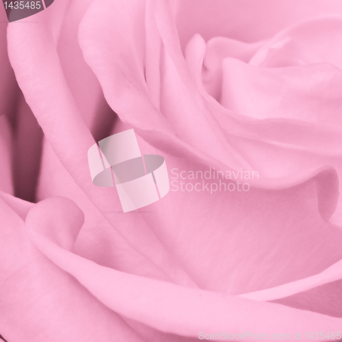 Image of pink rose close up